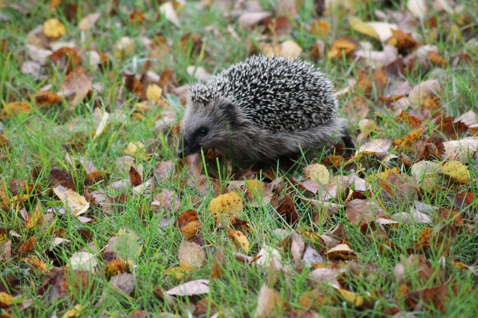 Canon EOS 1100D (EOS Rebel T3 / EOS Kiss X50) sample photo. Hedgehog, autumn, spur photography