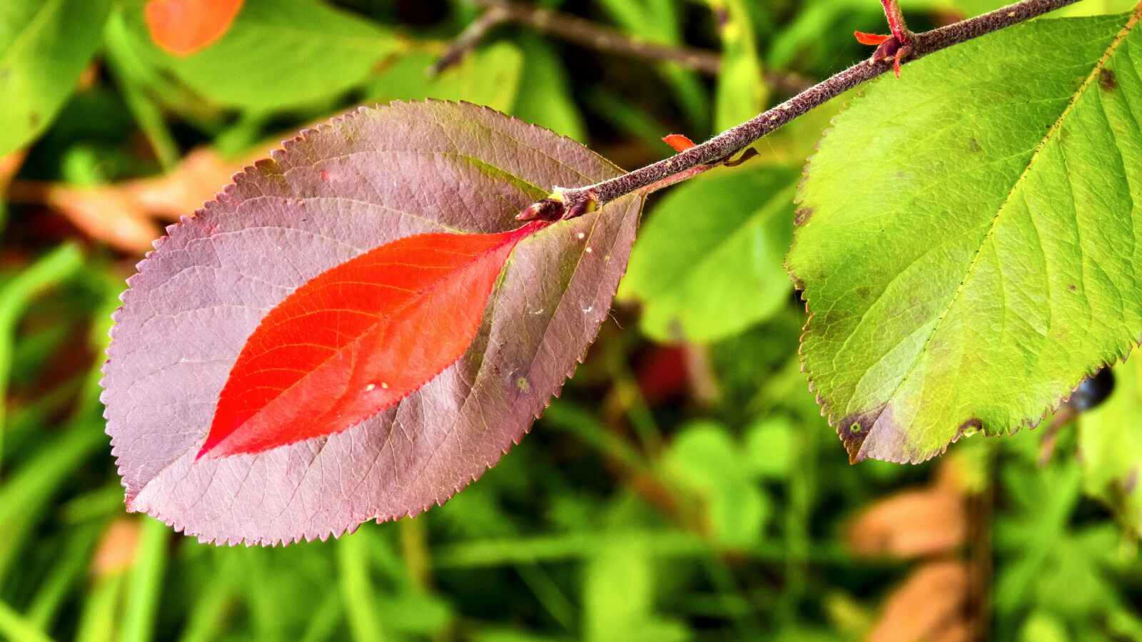 Canon PowerShot SX60 HS sample photo. Leaves, branch, desktop photography