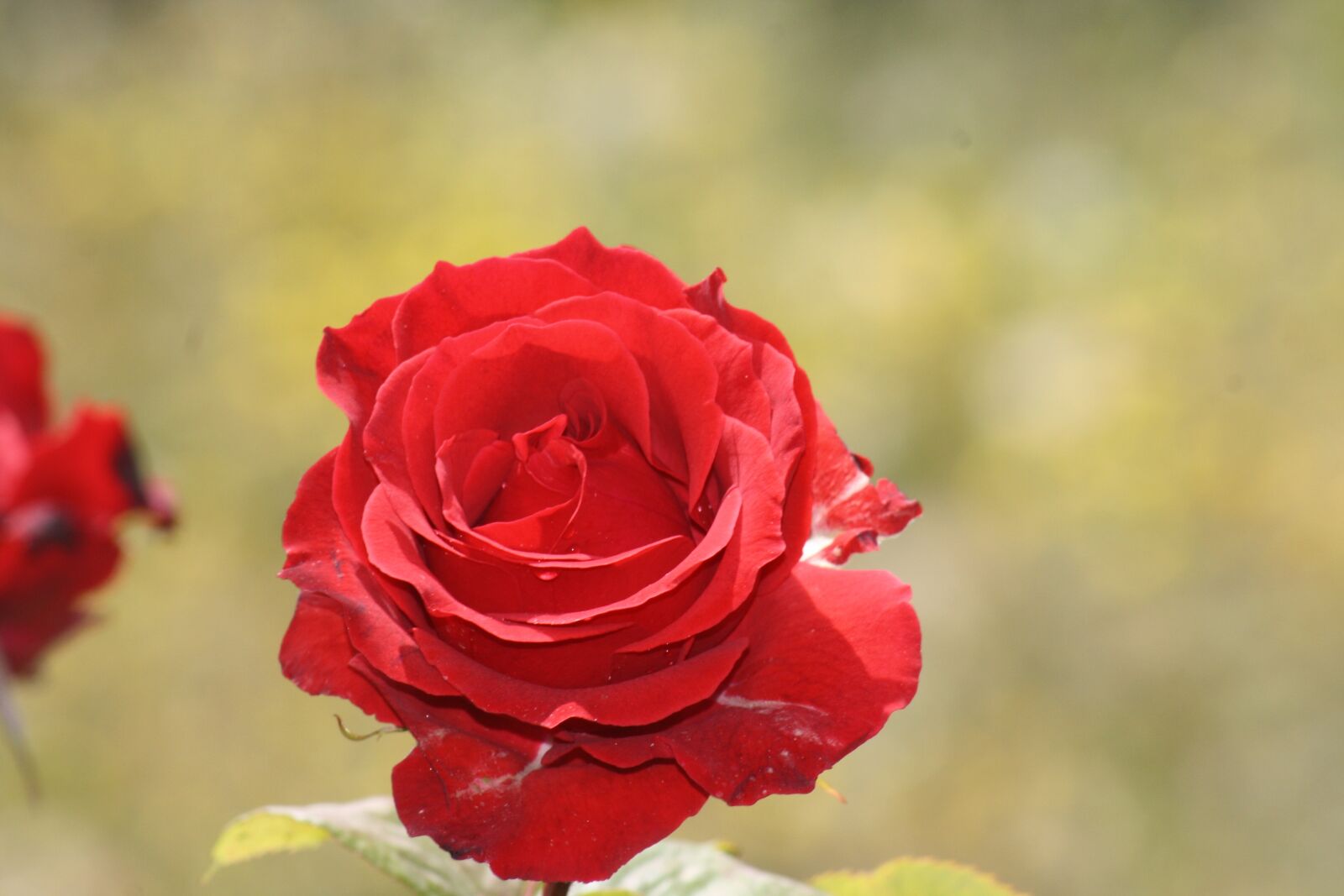 Canon EOS 1000D (EOS Digital Rebel XS / EOS Kiss F) sample photo. Flower, nature, rosebush photography
