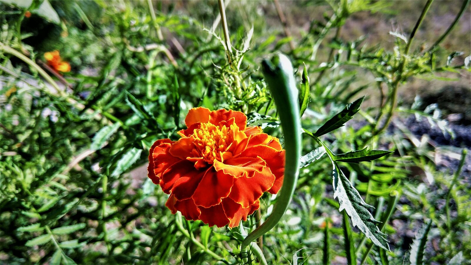 Xiaomi Redmi Note 4 sample photo. Flower, nature, wallpaper photography