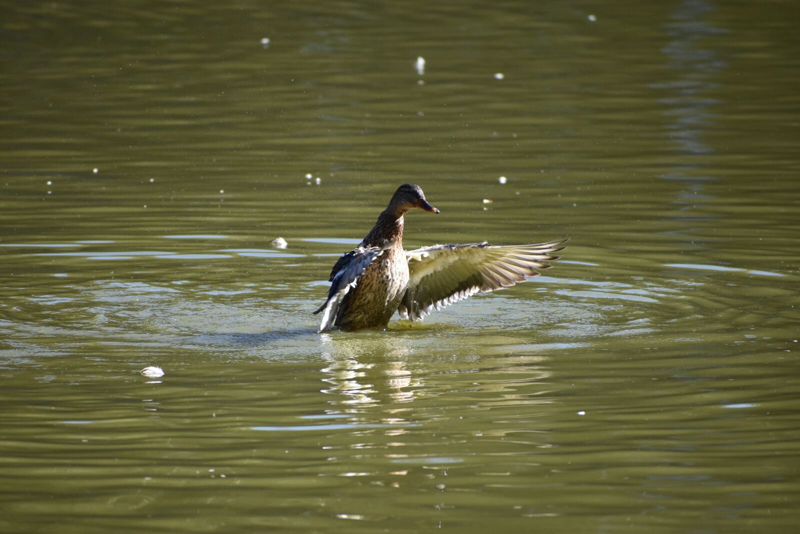Nikon D3400 sample photo. Duck, wings, plays photography