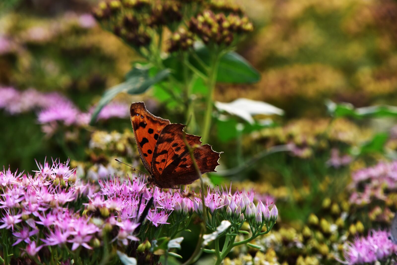 Nikon D810 sample photo. Butterfly photography