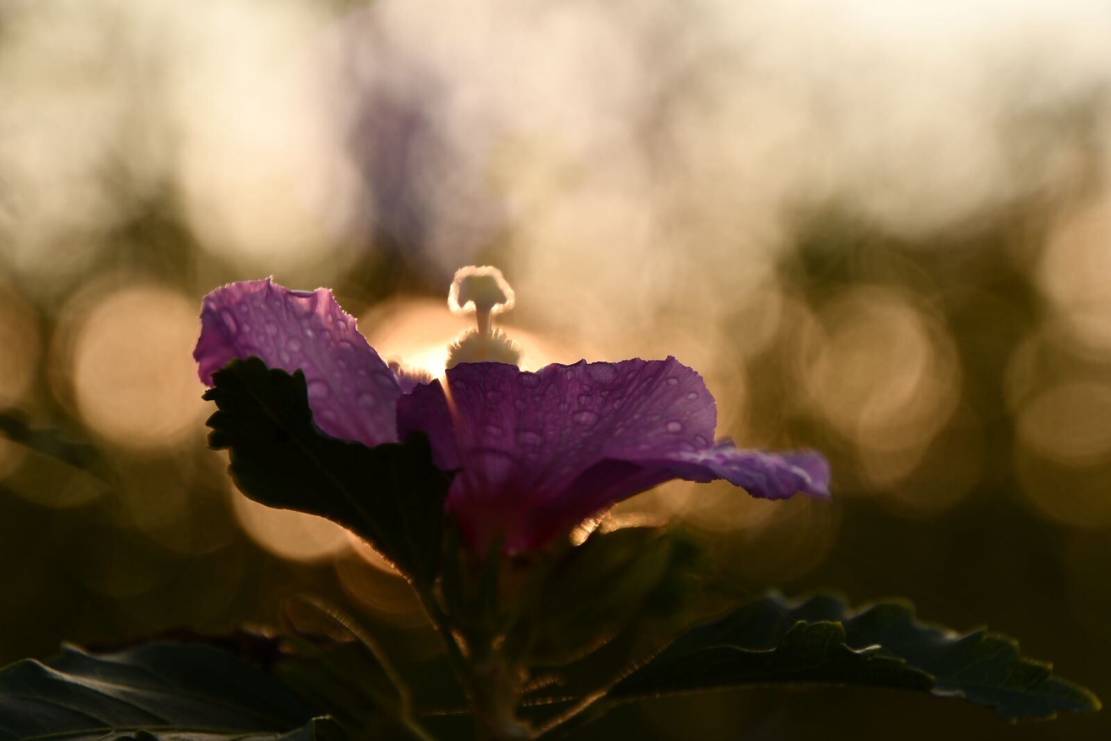 Nikon D7500 sample photo. Mallow, sunset, autumn photography