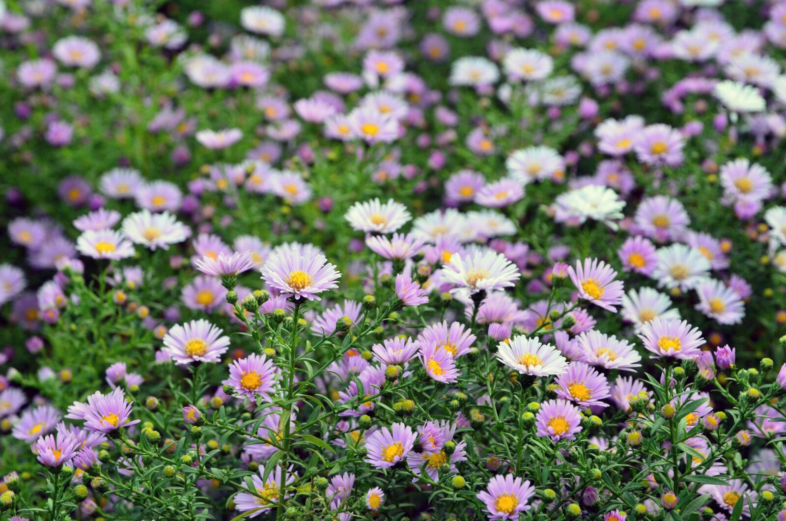 Nikon D7000 sample photo. Flower, autumn, aster photography