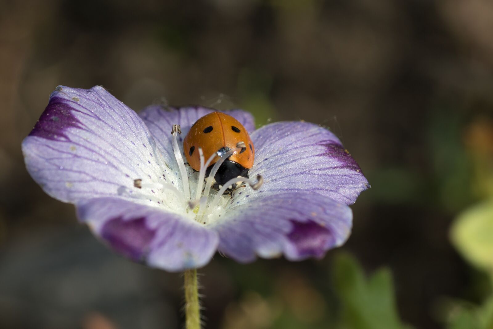Canon EOS 7D Mark II sample photo. Ladybug, siebenpunkt, red photography