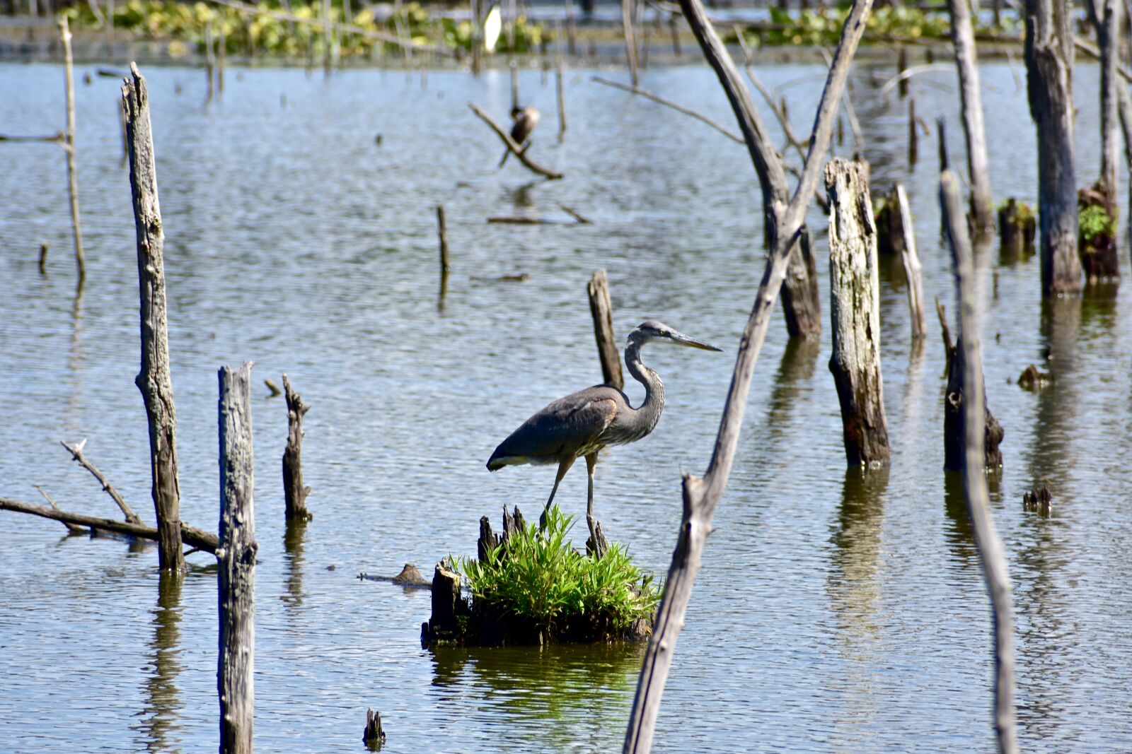 Nikon D3400 sample photo. Heron, bird, water photography