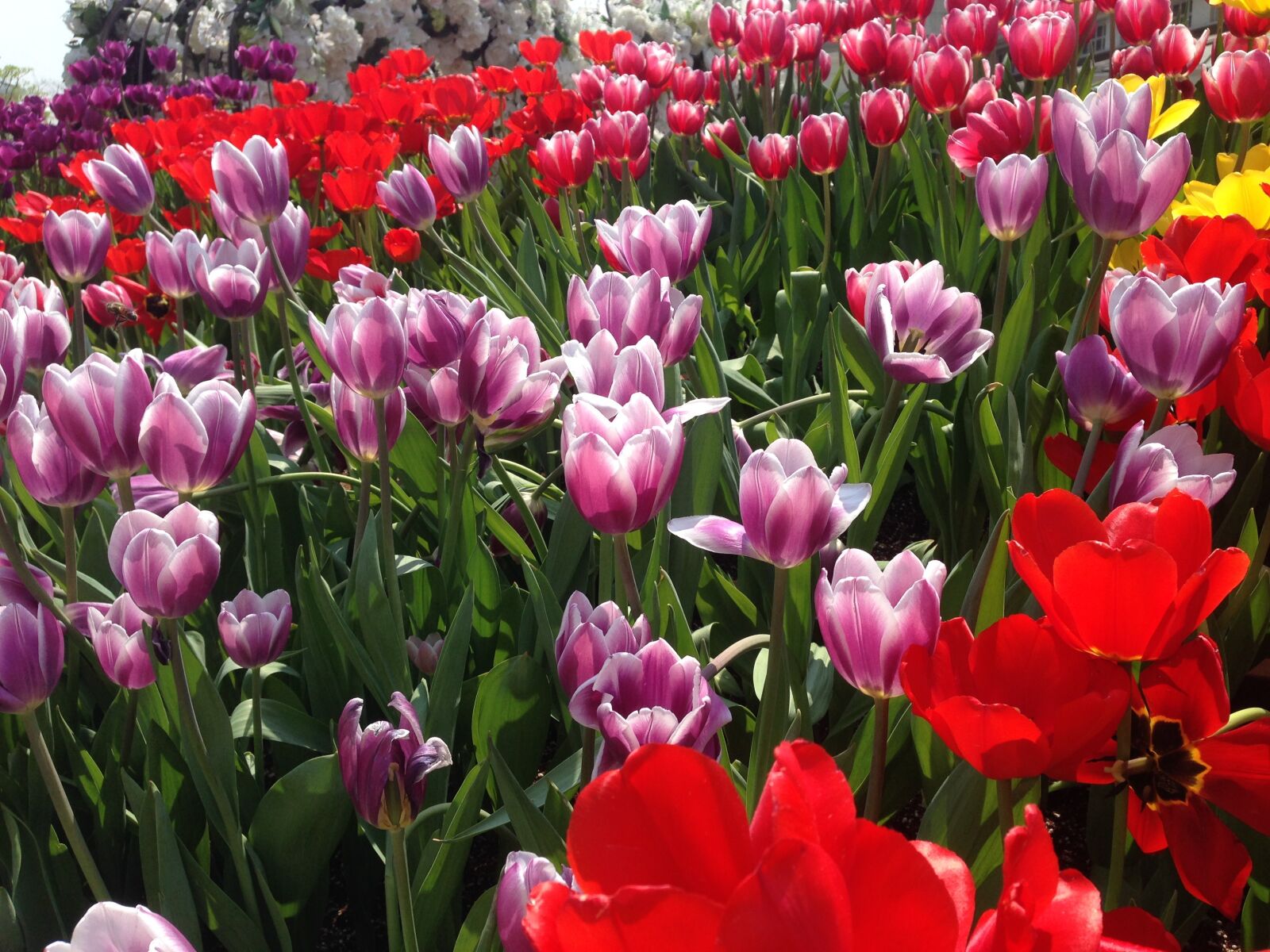 iPhone 5 back camera 4.12mm f/2.4 sample photo. Tulip, flowers, everland photography