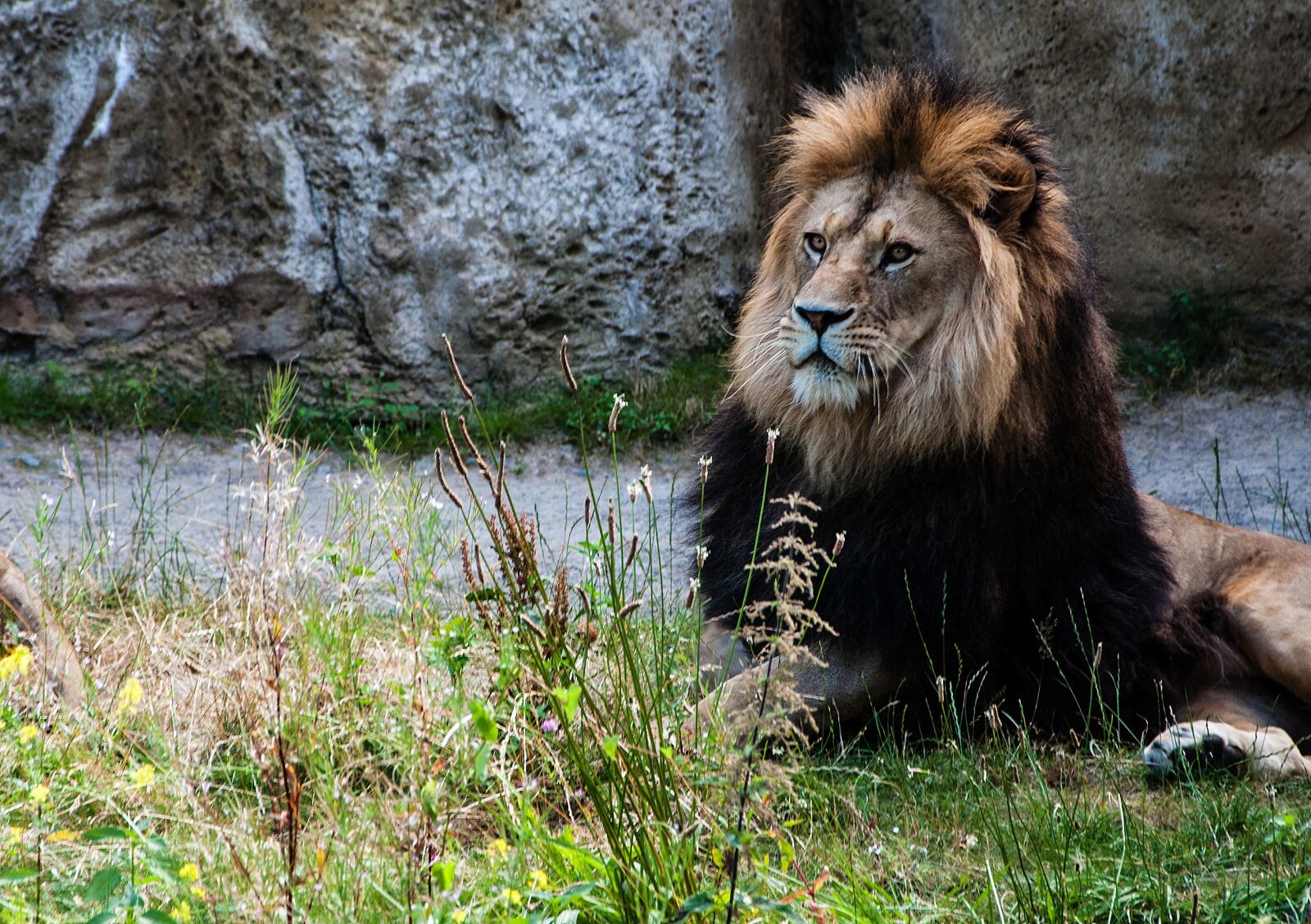 Nikon D5000 sample photo. Animal world, mammal, nature photography