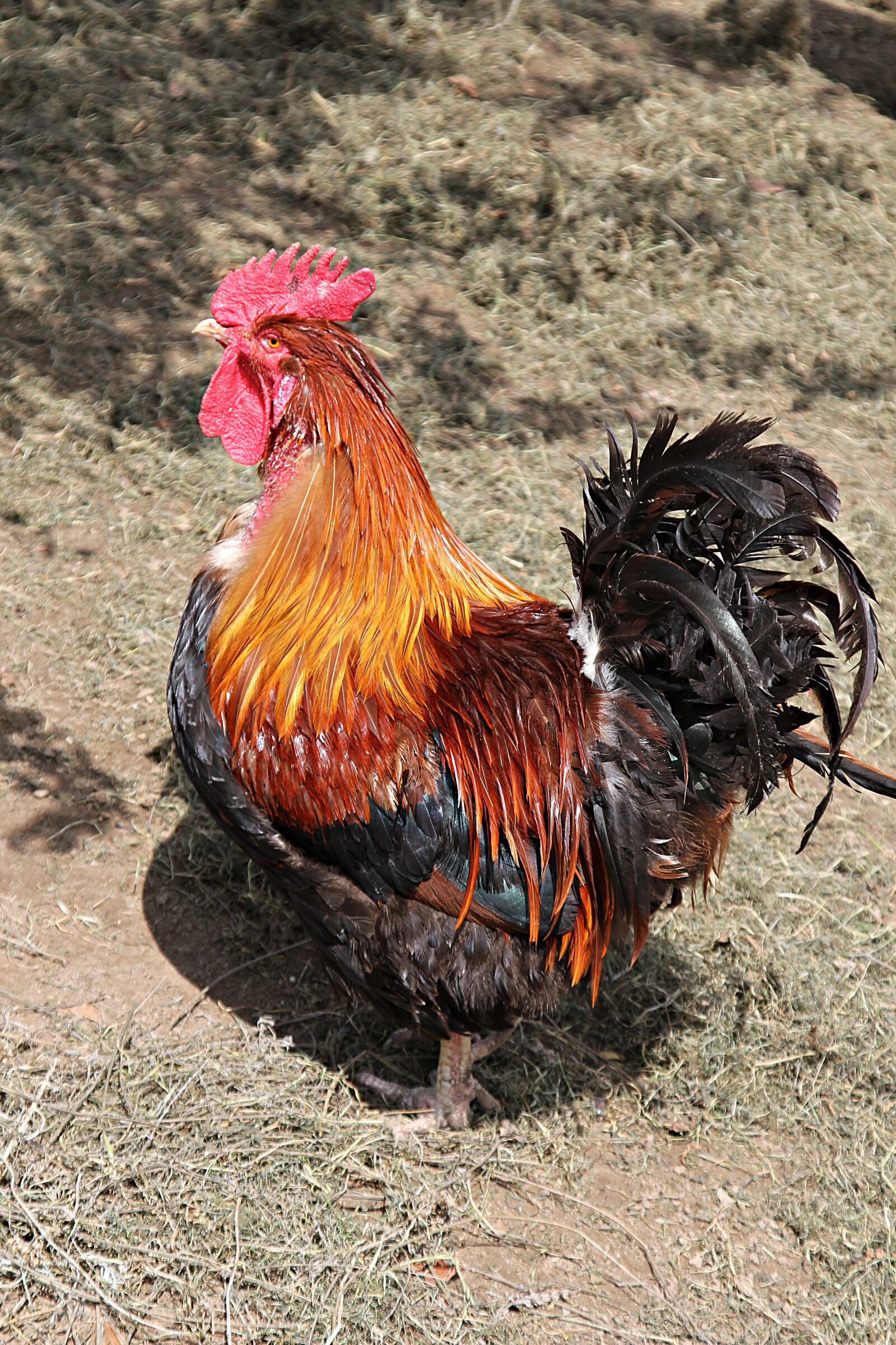 Canon EOS 60D sample photo. Hahn, gockel, farm photography