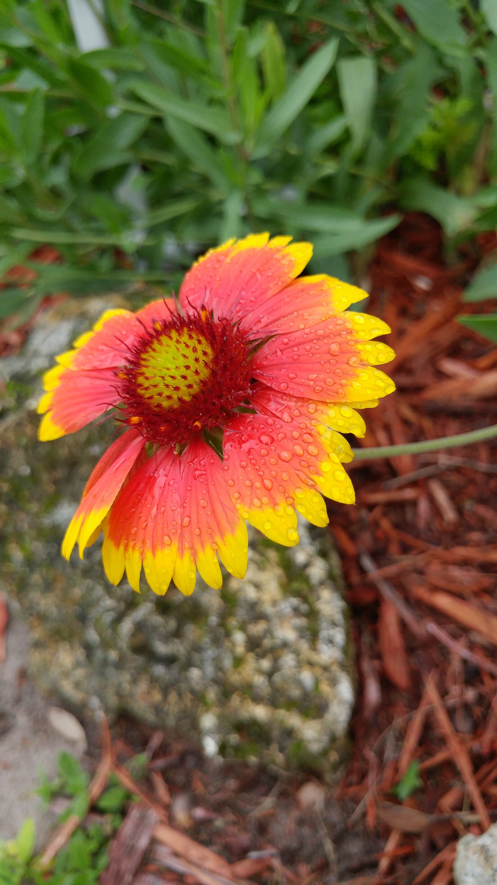 LG G5 sample photo. Flower, floral, leaf photography