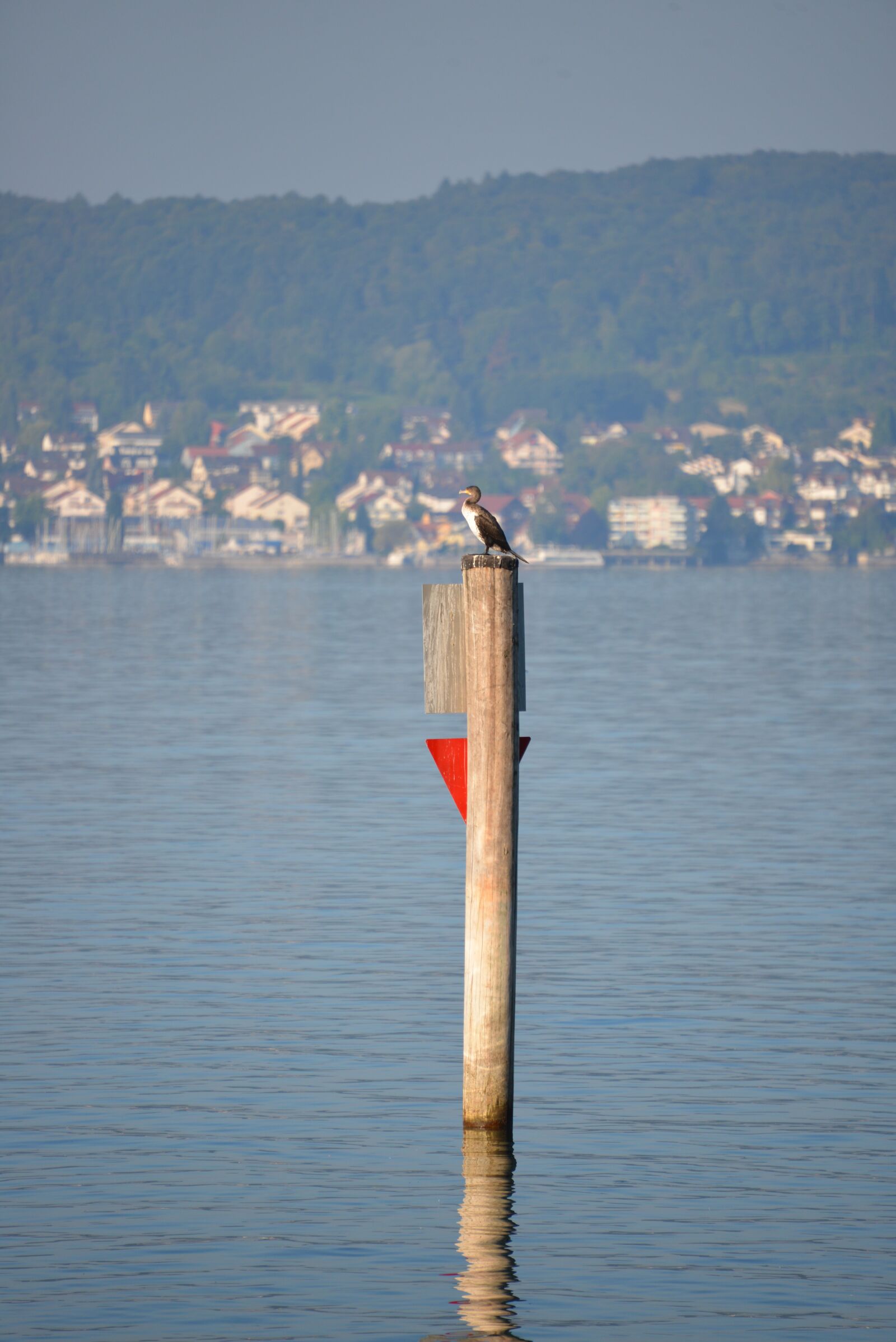 Nikon D600 sample photo. Heron, bird, lake constance photography
