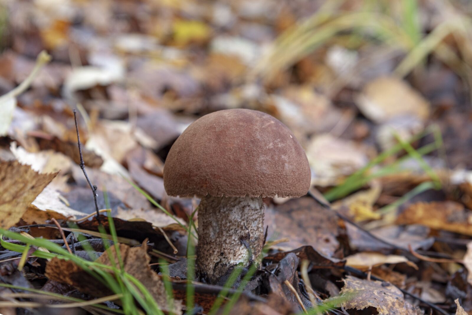 Nikon D750 sample photo. Fall, mushroom, forest photography