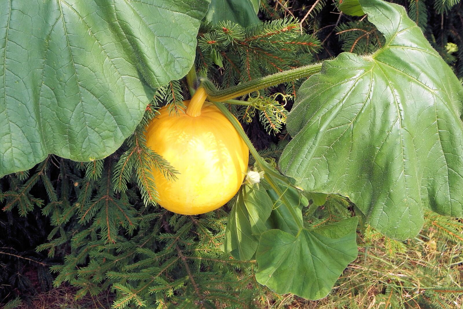 Fujifilm FinePix SL1000 sample photo. Pumpkin, yellow, vegetables photography