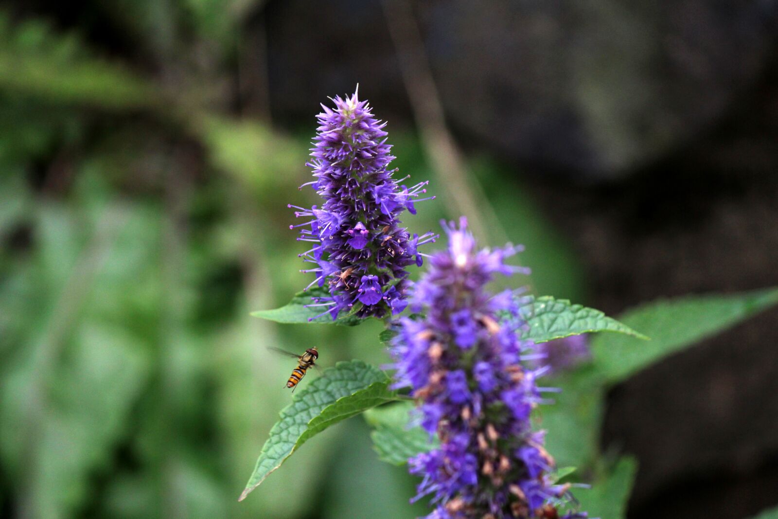 Canon EOS 100D (EOS Rebel SL1 / EOS Kiss X7) sample photo. Learn the first direction photography