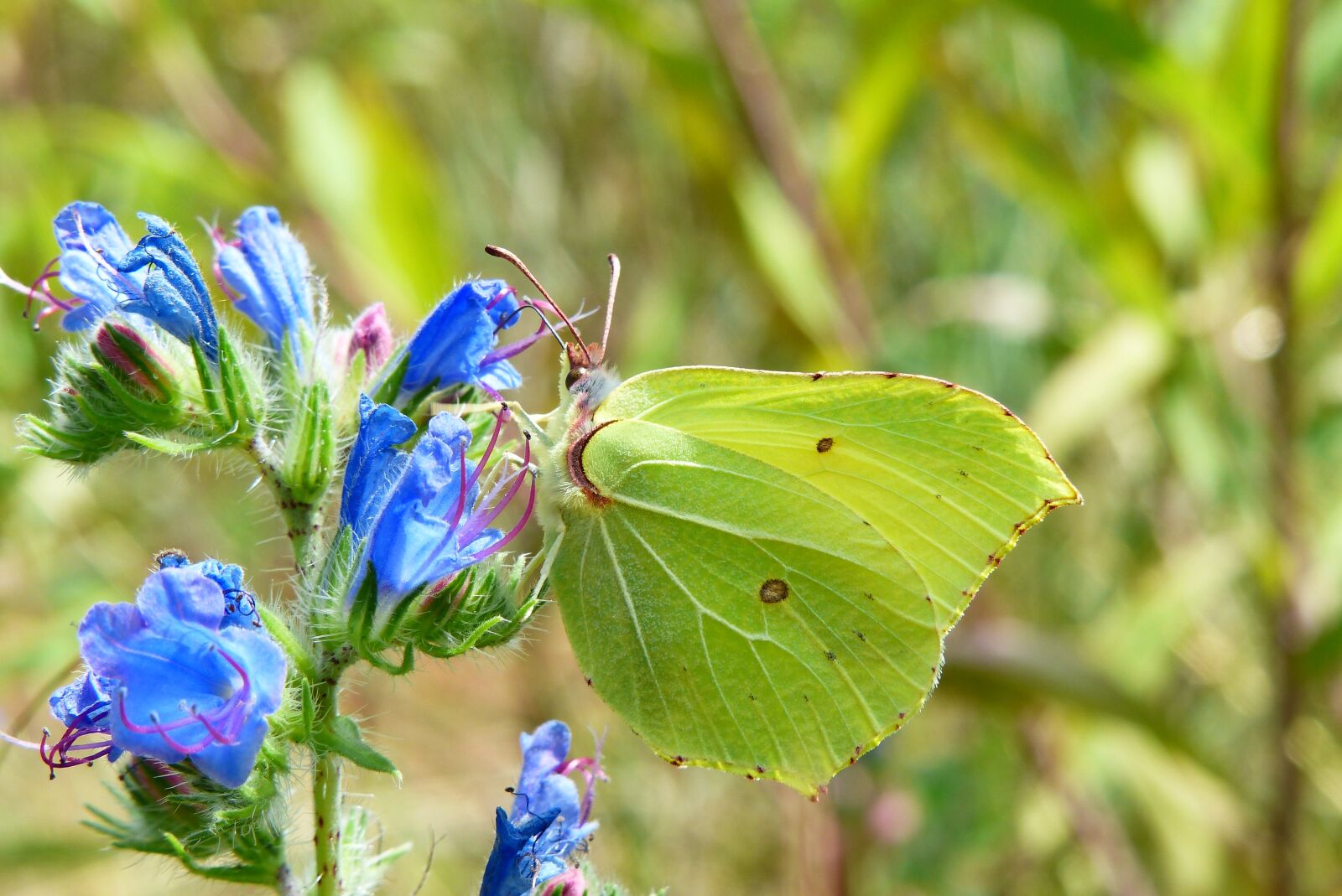 Panasonic Lumix DMC-FZ200 sample photo. Latolistek sulphur butterfly, insect photography