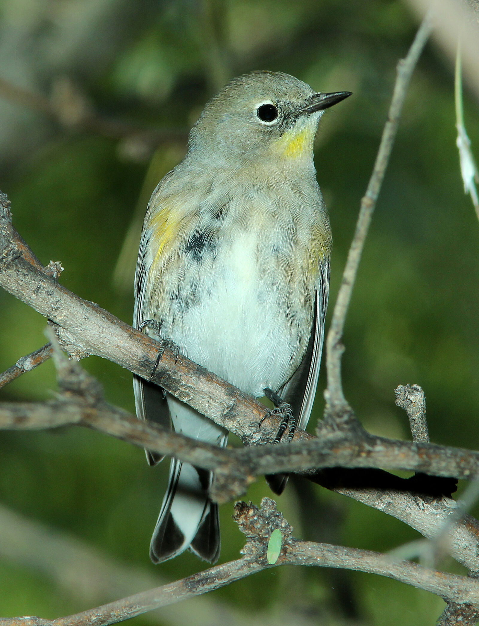 Canon EF 300mm F4L IS USM sample photo