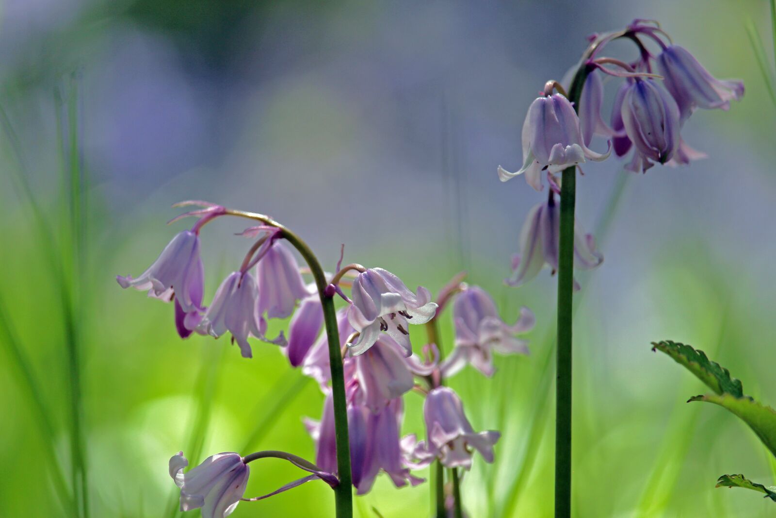 Canon EF-S 55-250mm F4-5.6 IS STM sample photo. Bellflower, flower meadow, spring photography
