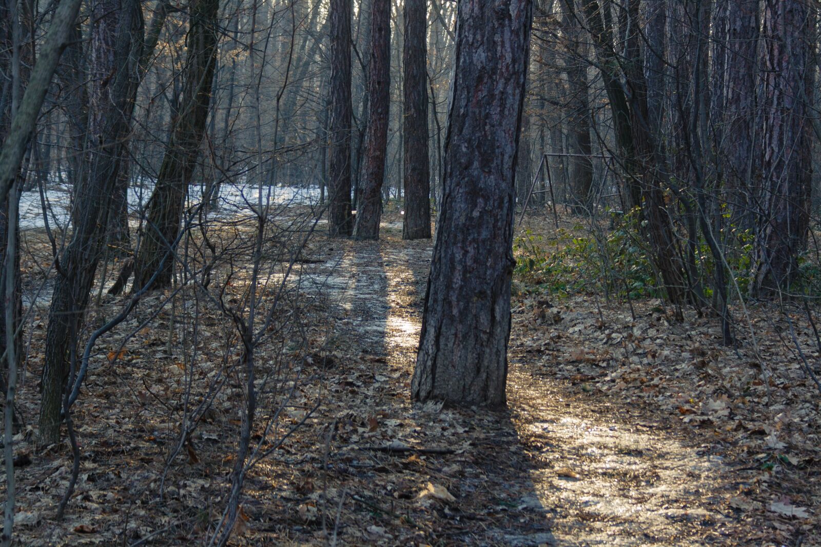 Canon EOS 400D (EOS Digital Rebel XTi / EOS Kiss Digital X) sample photo. Park, trees, path photography