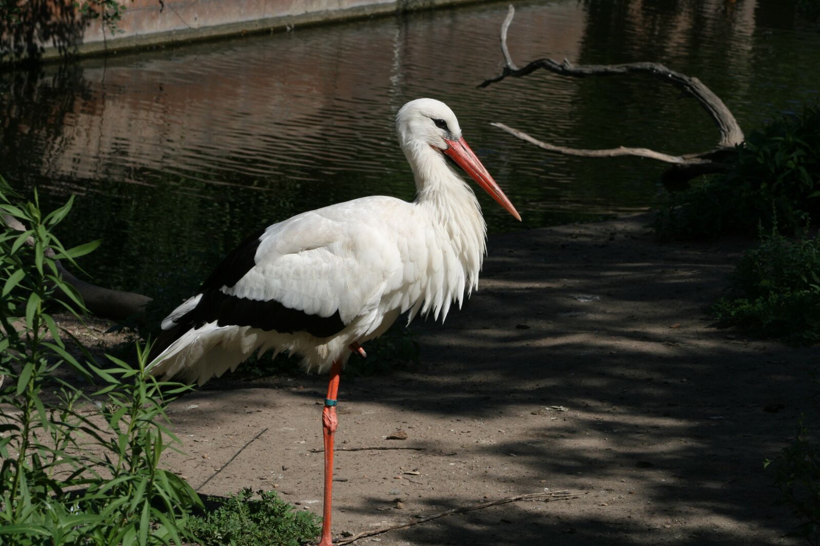 Canon EOS 400D (EOS Digital Rebel XTi / EOS Kiss Digital X) sample photo. Bird, wildlife, nature photography