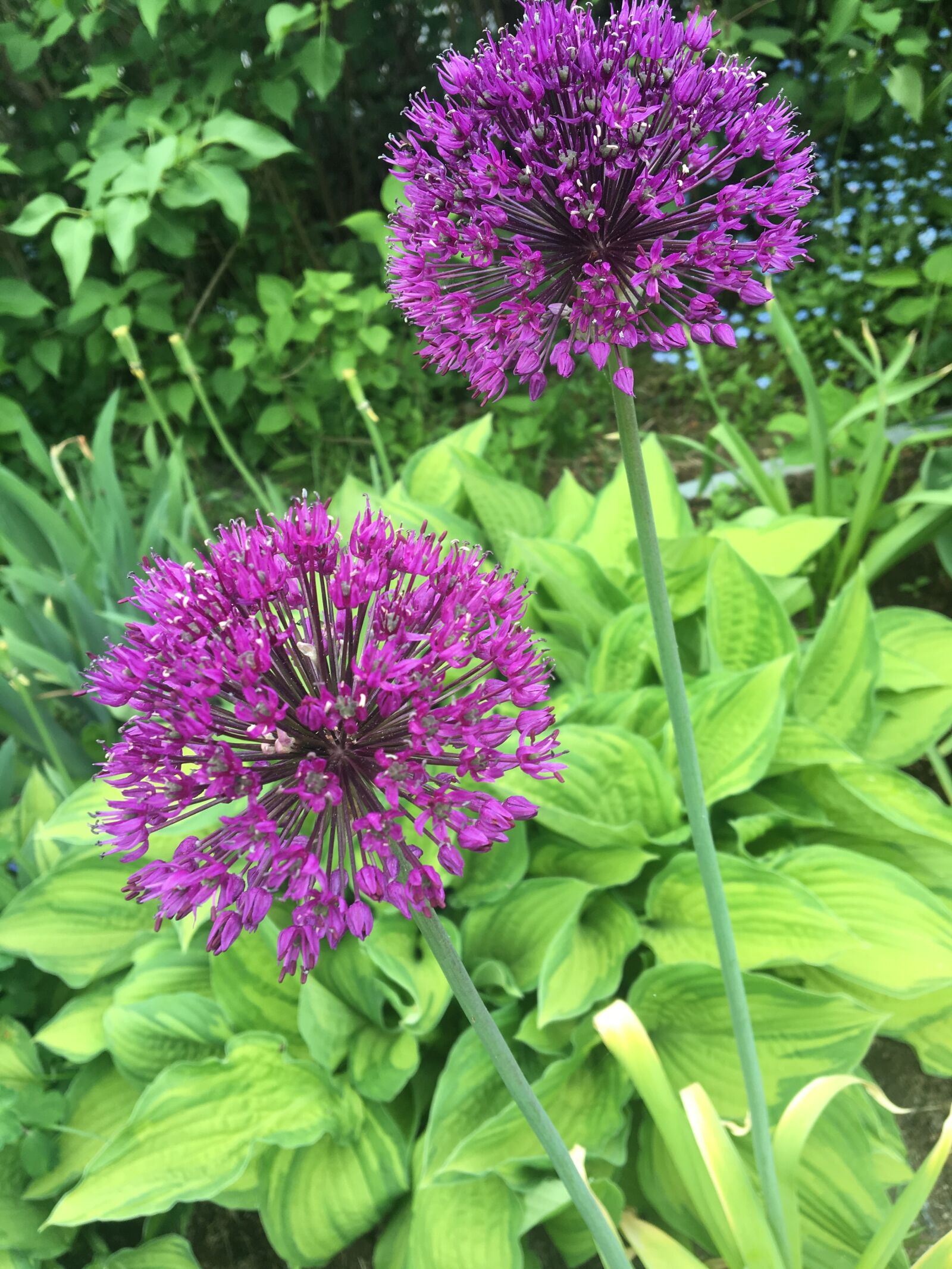 Apple iPhone 6s sample photo. Flowers, summer, swedish summer photography