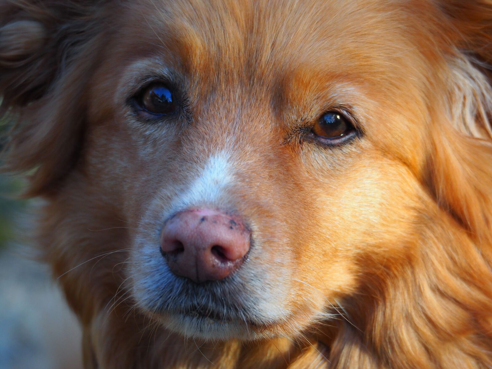 Olympus OM-D E-M10 II sample photo. Dog, pet, mammal photography