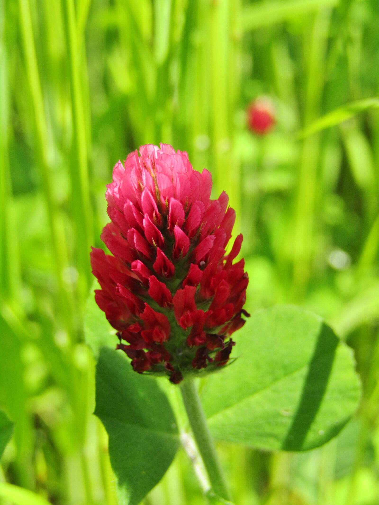 Canon POWERSHOT SX432 IS sample photo. Klee, field, meadow photography