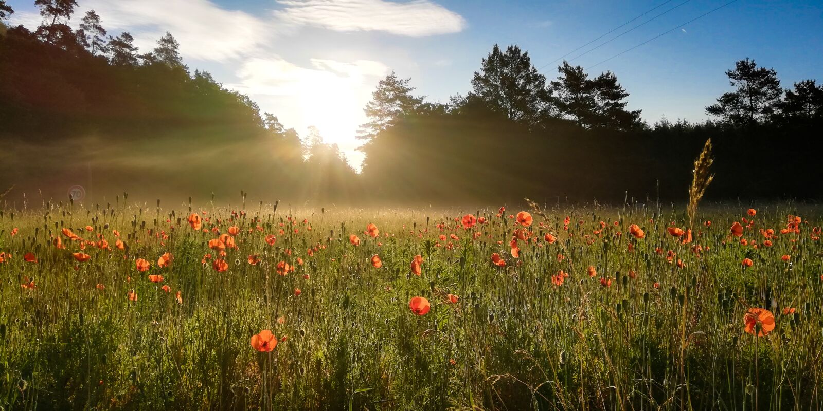 HUAWEI Mate 10 Lite sample photo. Spring, poppies, nature photography