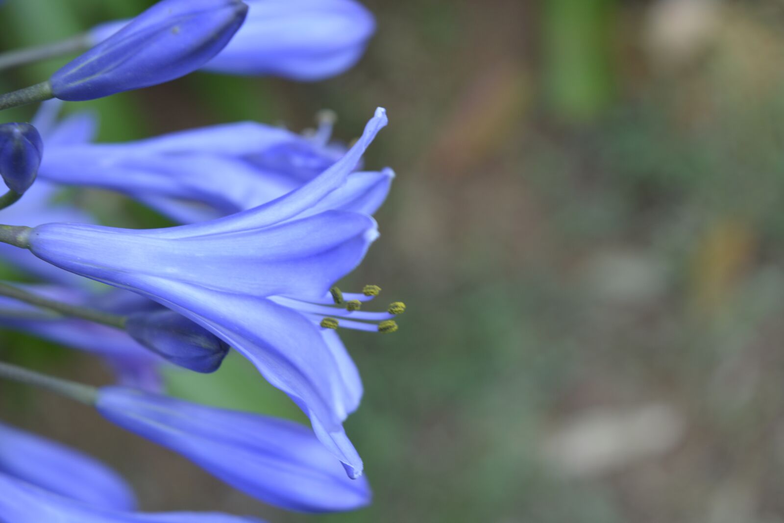 Nikon D5200 sample photo. Flower, nature, flora photography