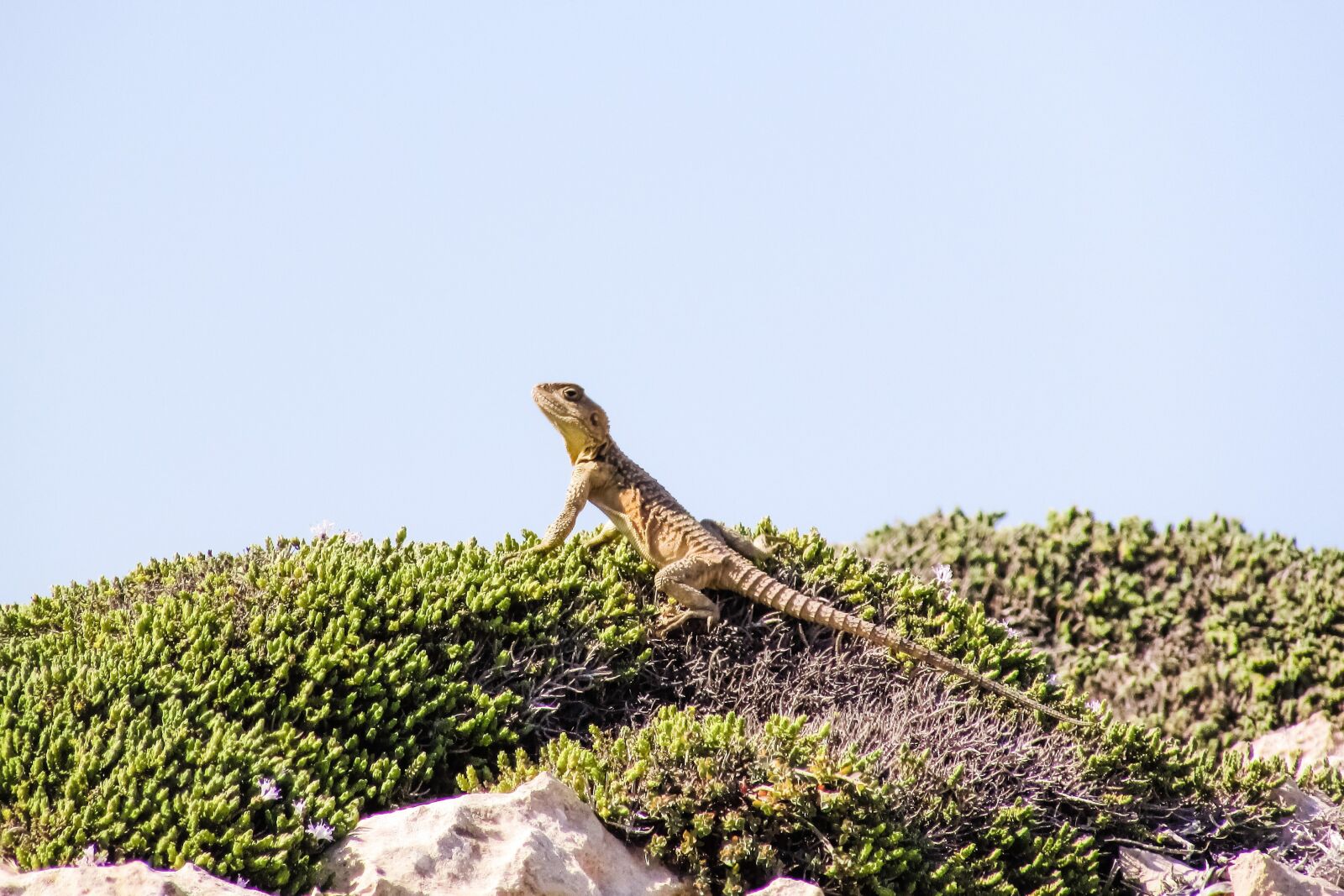 Canon PowerShot SX400 IS sample photo. Stellagama stellio cypriaca, lizard photography