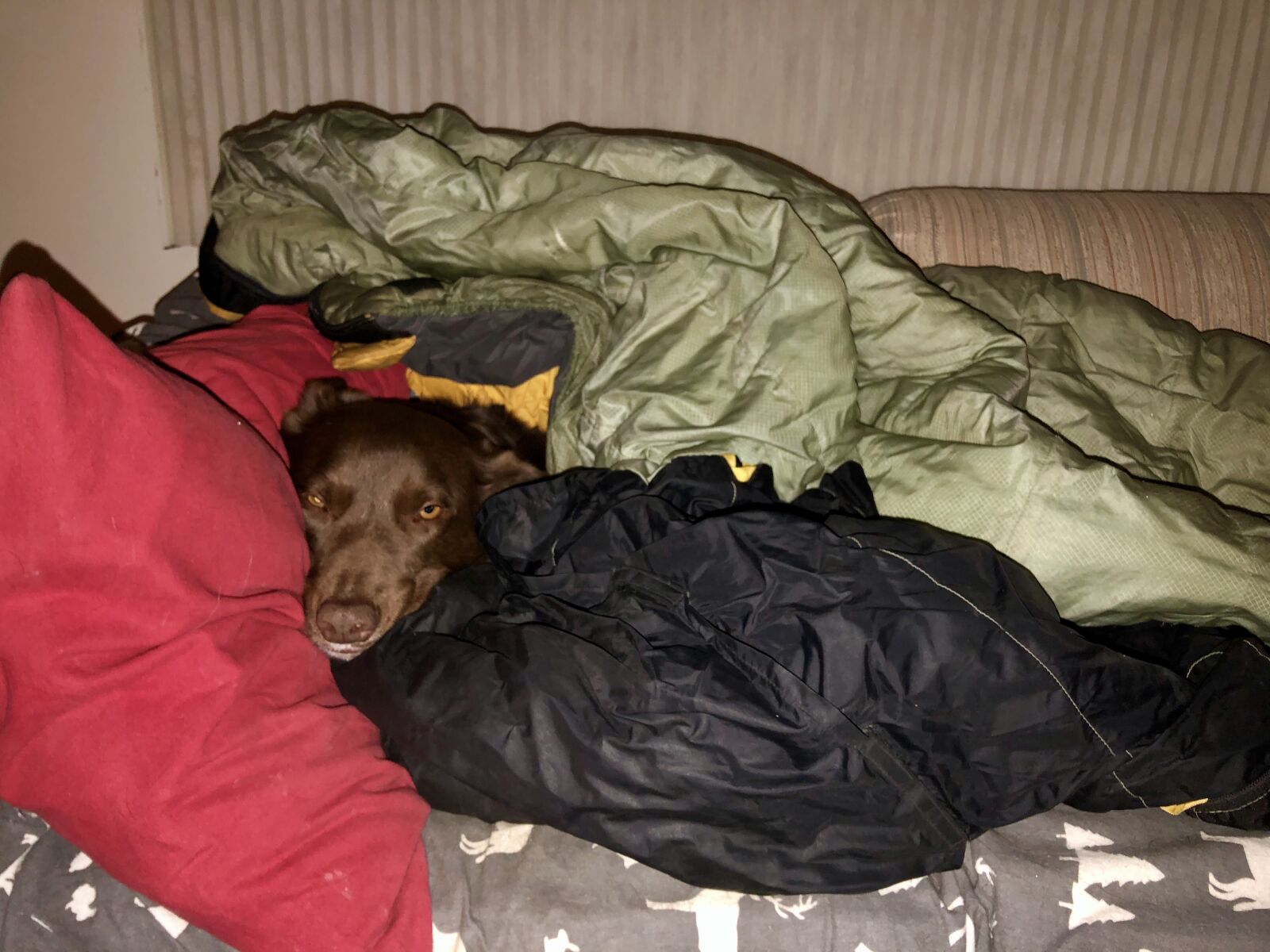 iPhone 8 Plus back dual camera 3.99mm f/1.8 sample photo. Brown dog, sleeping bag photography
