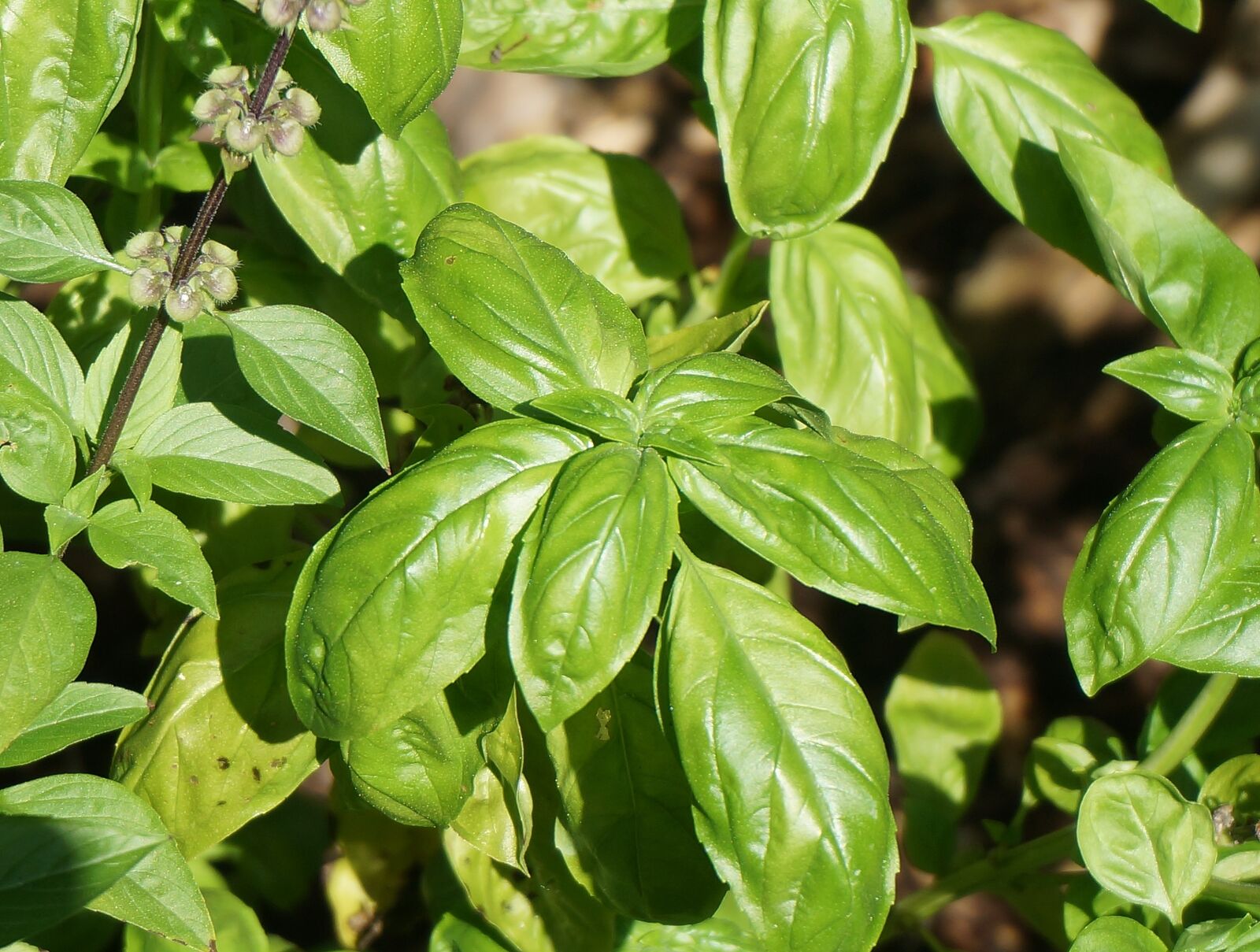 Sony Alpha NEX-5T sample photo. Basil, culinary herb, herb photography