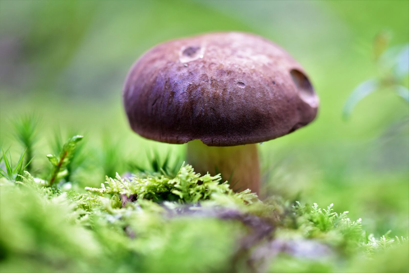 Nikon D7200 sample photo. Cep, mushroom, herrenpilz photography