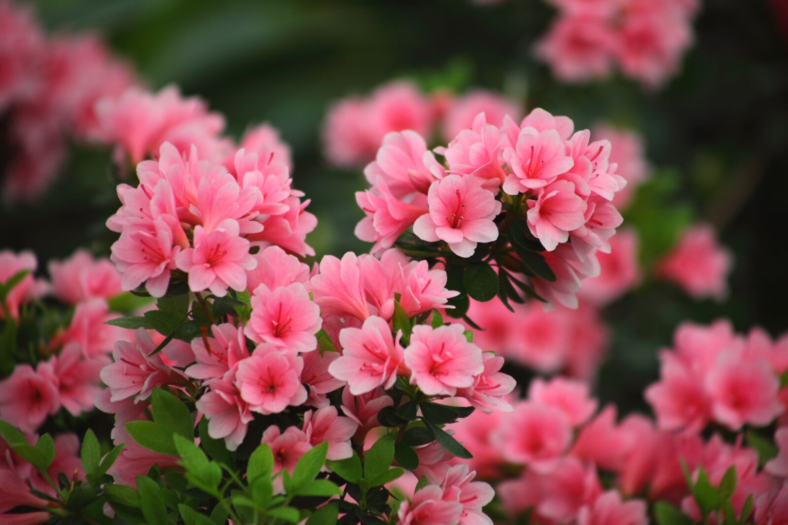 Canon EOS 5D Mark II sample photo. Flowers, plants, garden photography