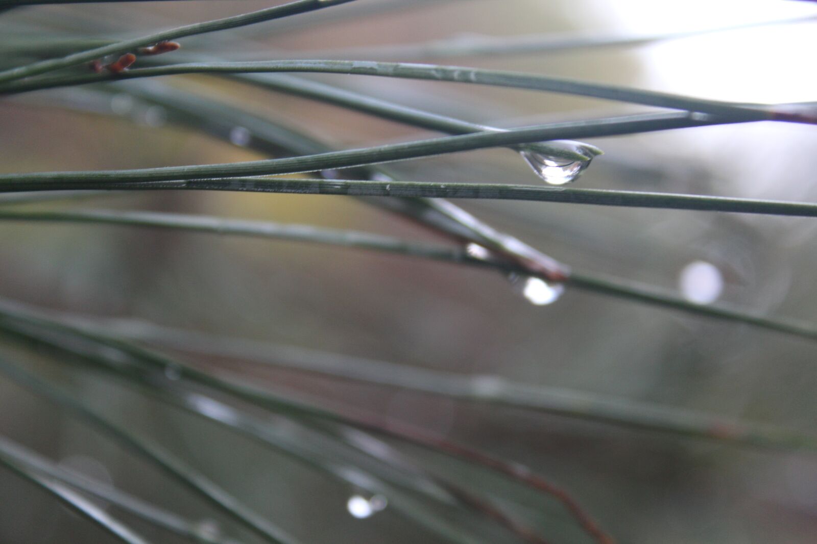 Canon EOS 650D (EOS Rebel T4i / EOS Kiss X6i) sample photo. Dewdrop, autumn, wet photography