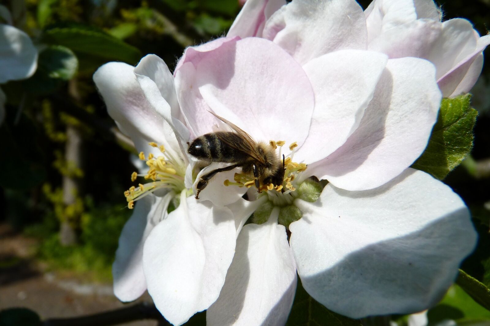 Panasonic Lumix DMC-FZ35 (Lumix DMC-FZ38) sample photo. Bee, pollen, collect photography