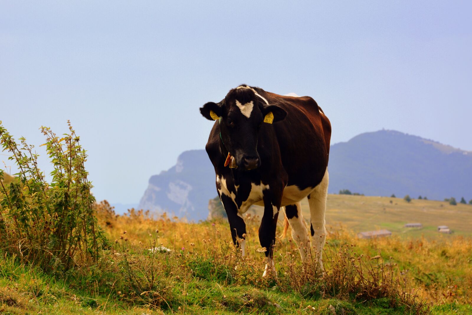 Nikon D7100 sample photo. Cow, prato, mountain photography