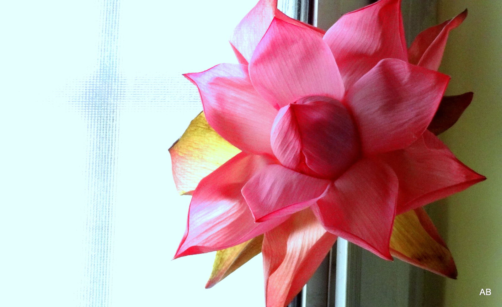 Sony Cyber-shot DSC-HX9V sample photo. Close, up, of, pink photography