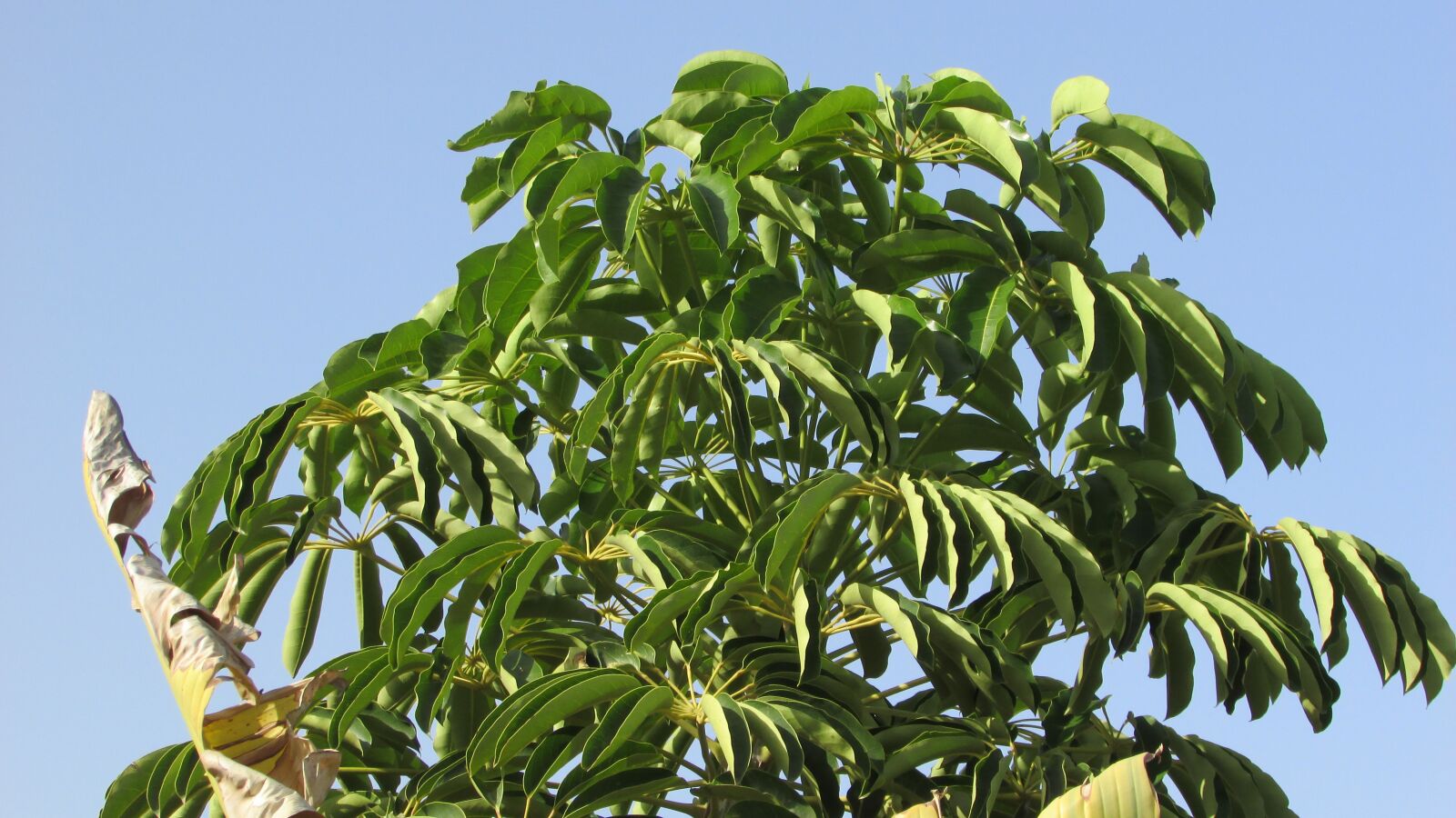 Canon PowerShot SX400 IS sample photo. Eriobotrya japonica, medlar, tree photography