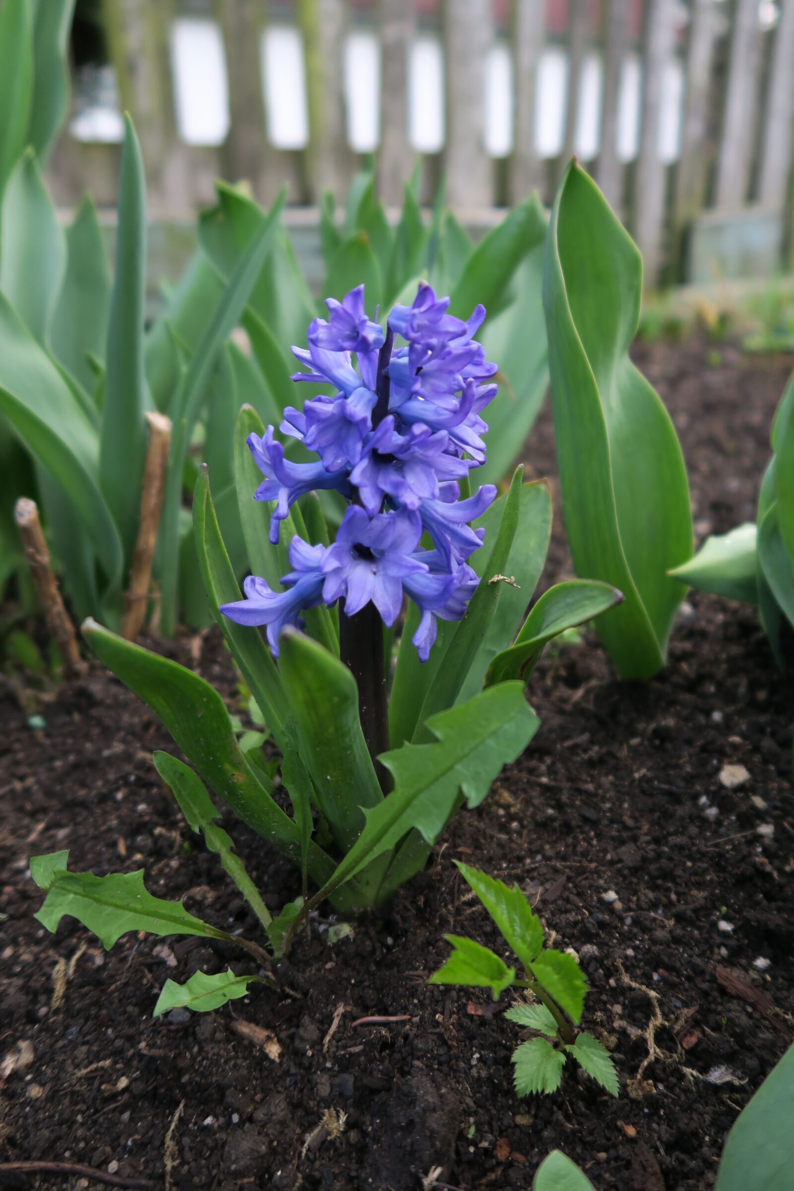 Canon PowerShot G5 X sample photo. Flower, spring, garden photography