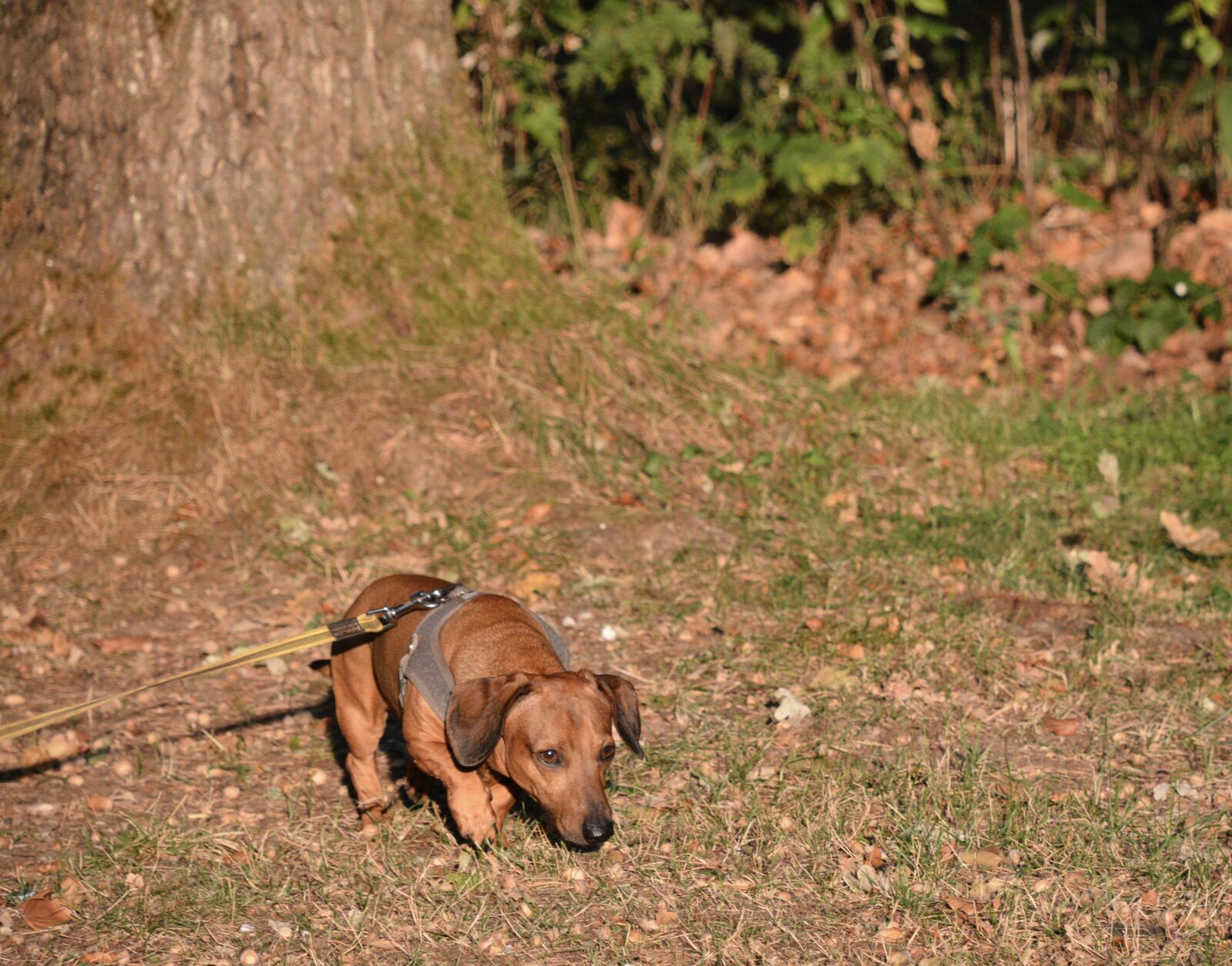 Nikon D7100 sample photo. Dachshund, dog, forest photography