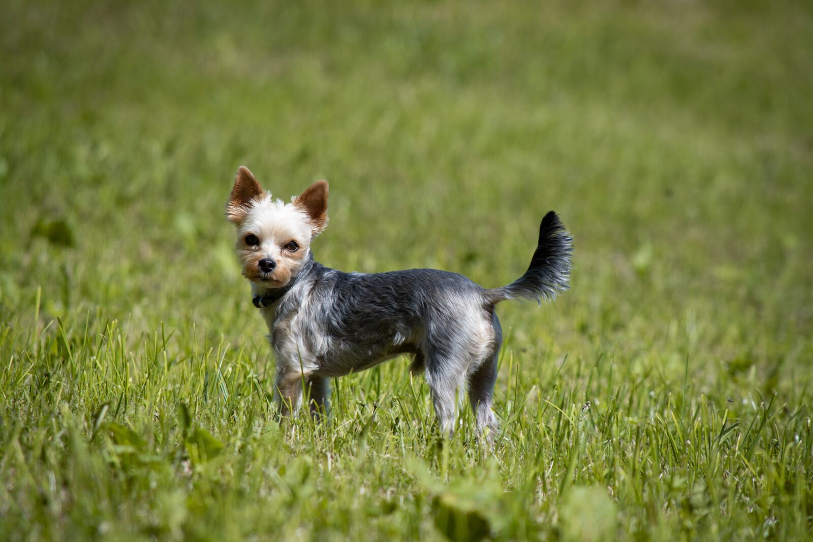 Nikon D7100 sample photo. Yorkie, yorki, yorkshire terrier photography