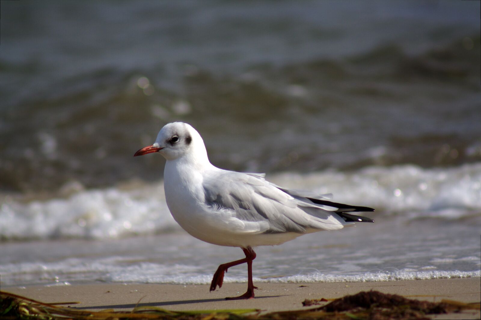 Canon EOS 1000D (EOS Digital Rebel XS / EOS Kiss F) sample photo. Seagull, gull, beach photography