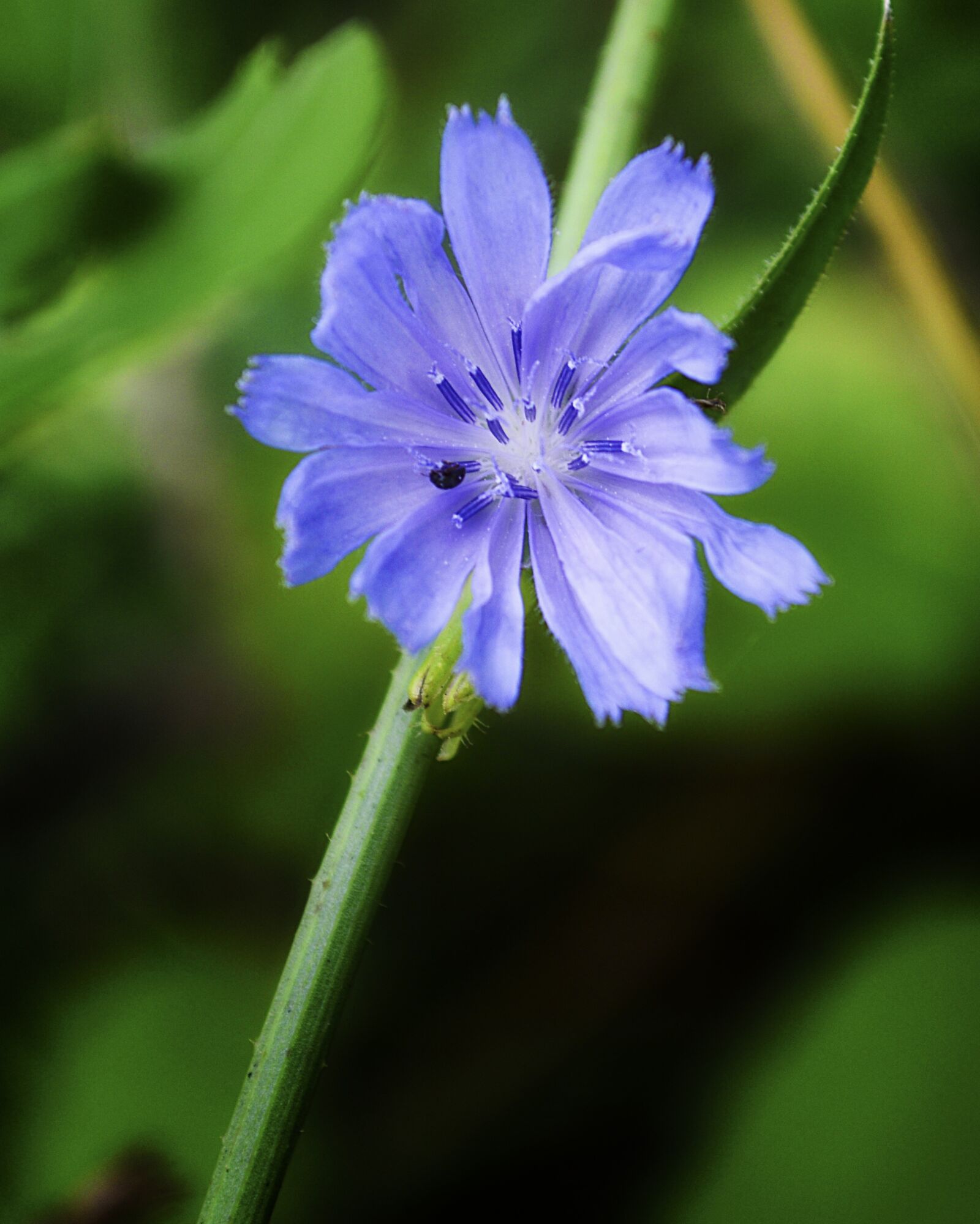 Nikon D3200 sample photo. Flower, purple, plant photography
