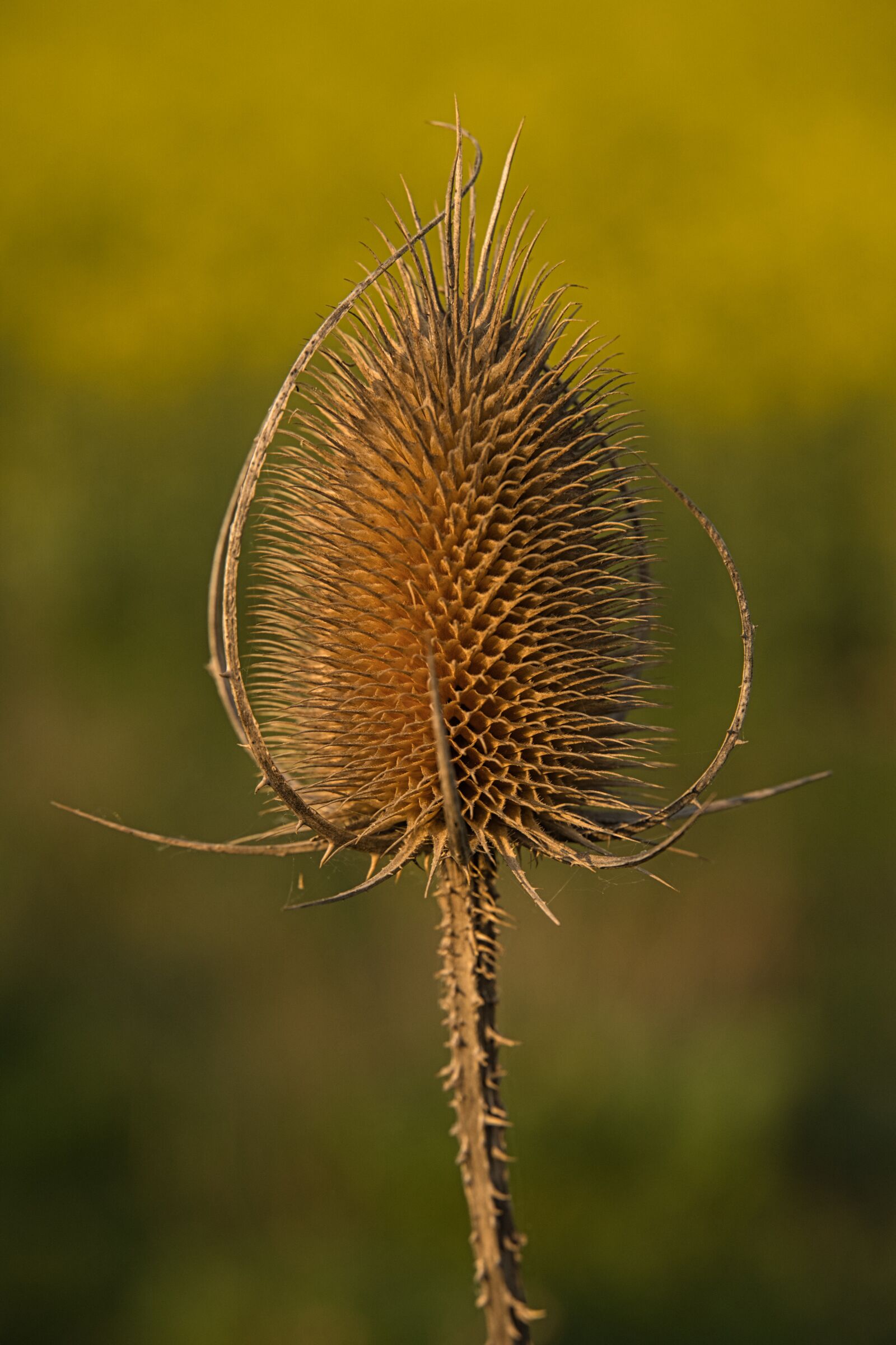 Sony a6400 sample photo. Kardengewaechs, geissblattgewaechs, wild teasel photography