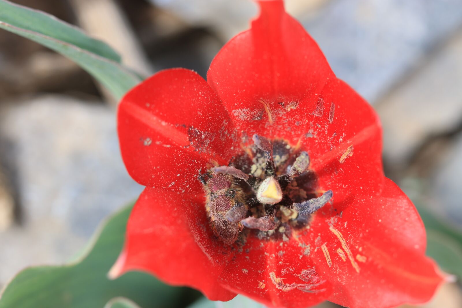 Canon EOS 70D + Canon EF 100mm F2.8 Macro USM sample photo. Green, red, flower photography