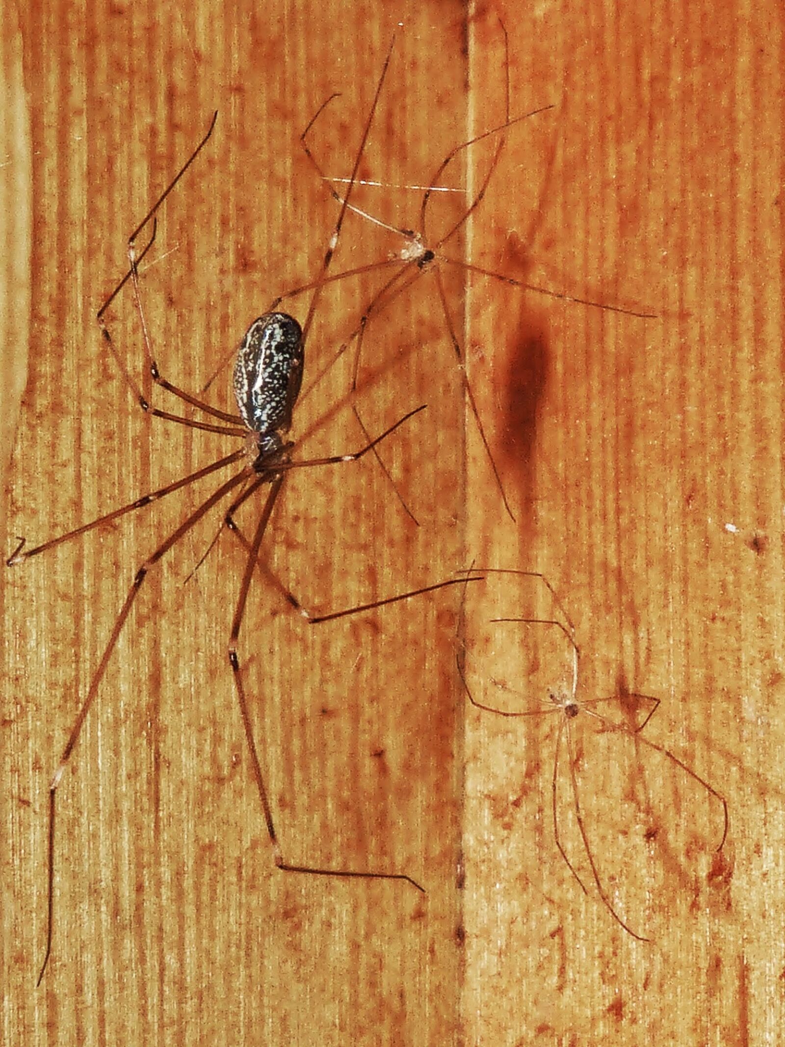 Panasonic DMC-FZ62 sample photo. Spiders, spider zancuda, young photography