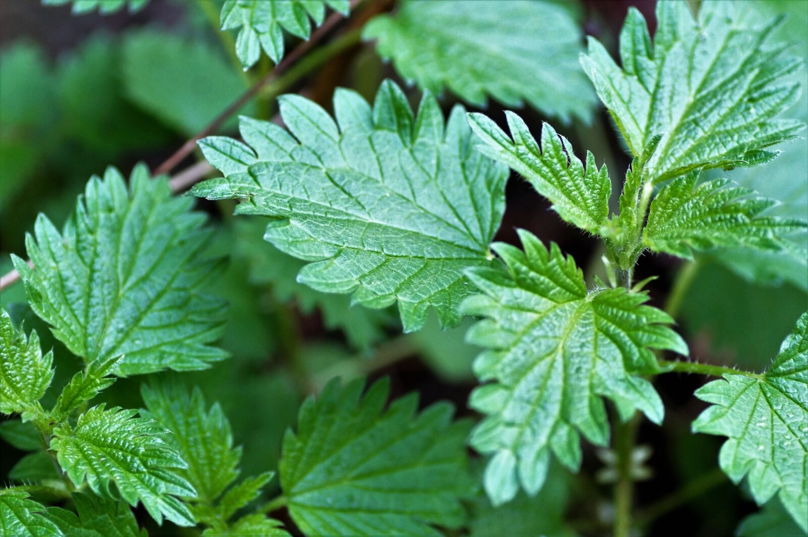 Sony SLT-A58 sample photo. Nettle, young, vernal photography