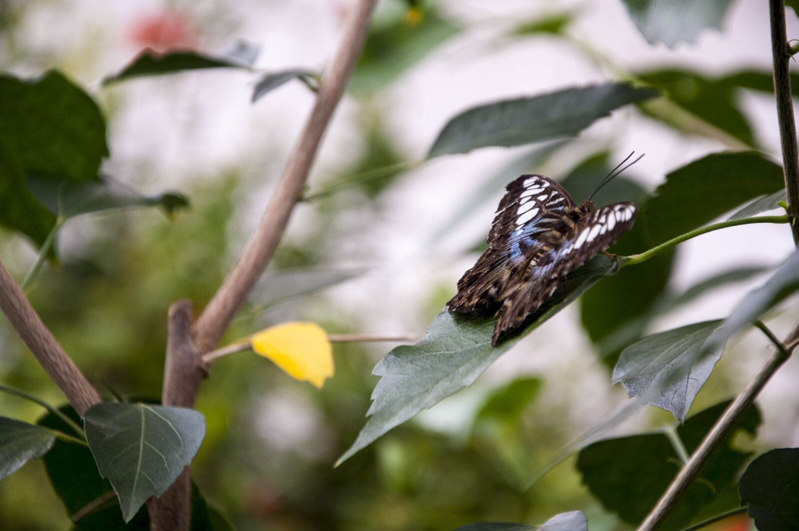 Nikon D90 sample photo. Butterfly, animal, nature photography