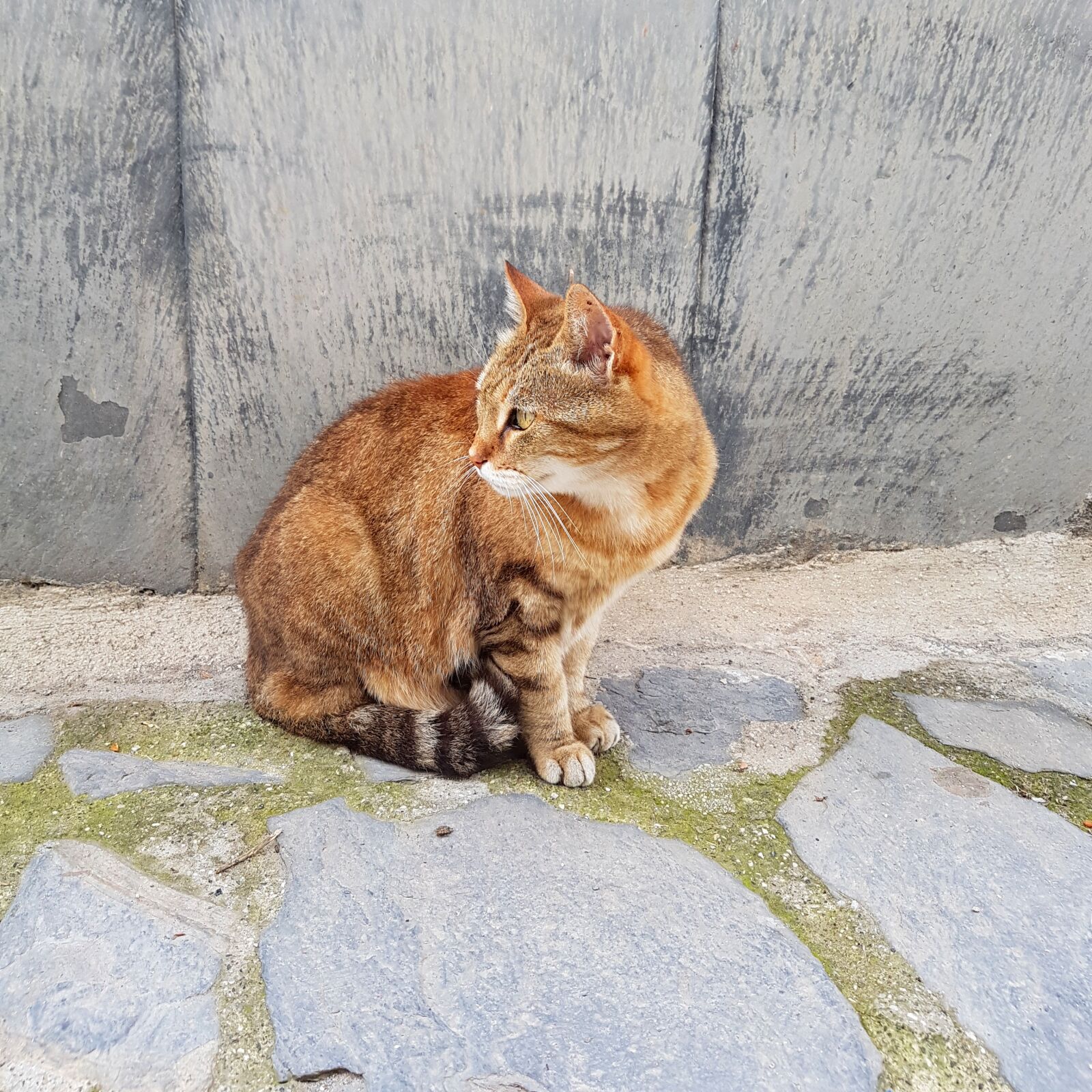 Samsung Galaxy S7 Edge sample photo. Red, cat, wall photography