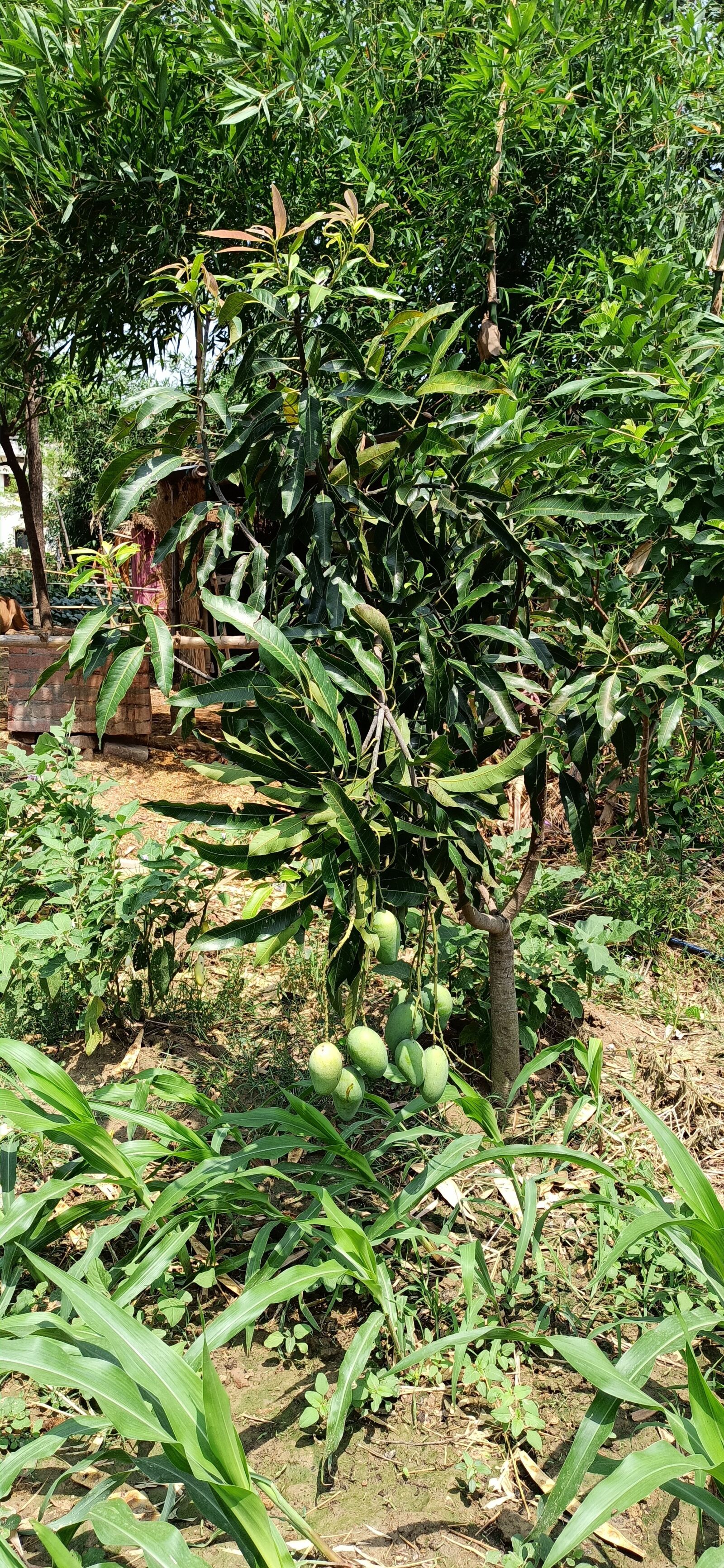 Xiaomi Redmi Note 8 Pro sample photo. Mango, tree, in india photography